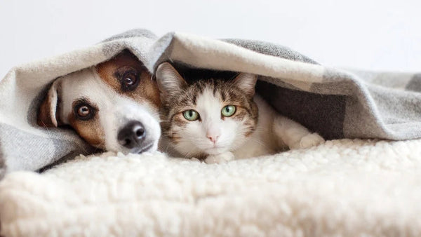 Crystals for Pet Loss: Healing Your Heart with Earth's Gentle Gems