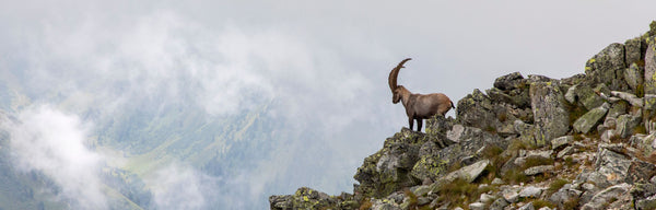Capricorn’s Stone Summit: The Ultimate Guide to Empowering Your Mountain Goat Spirit